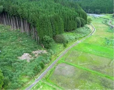 service-forestry-img-1